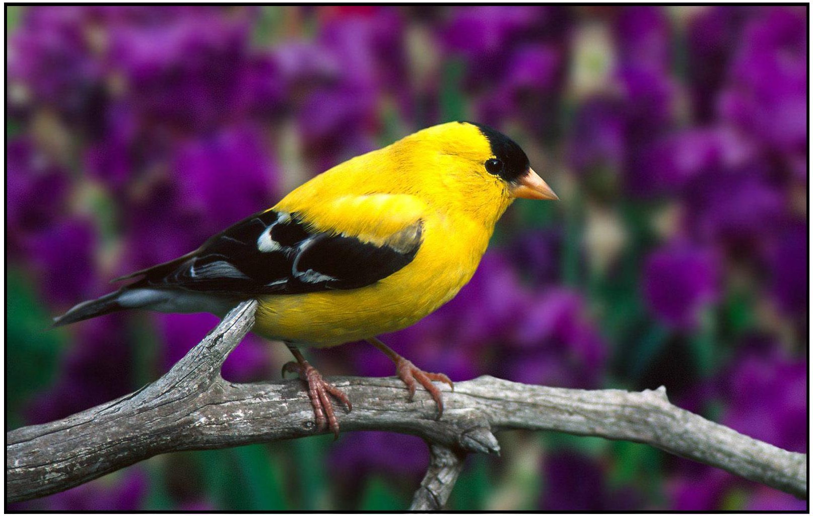 Nice wallpapers American Goldfinch 1614x1024px