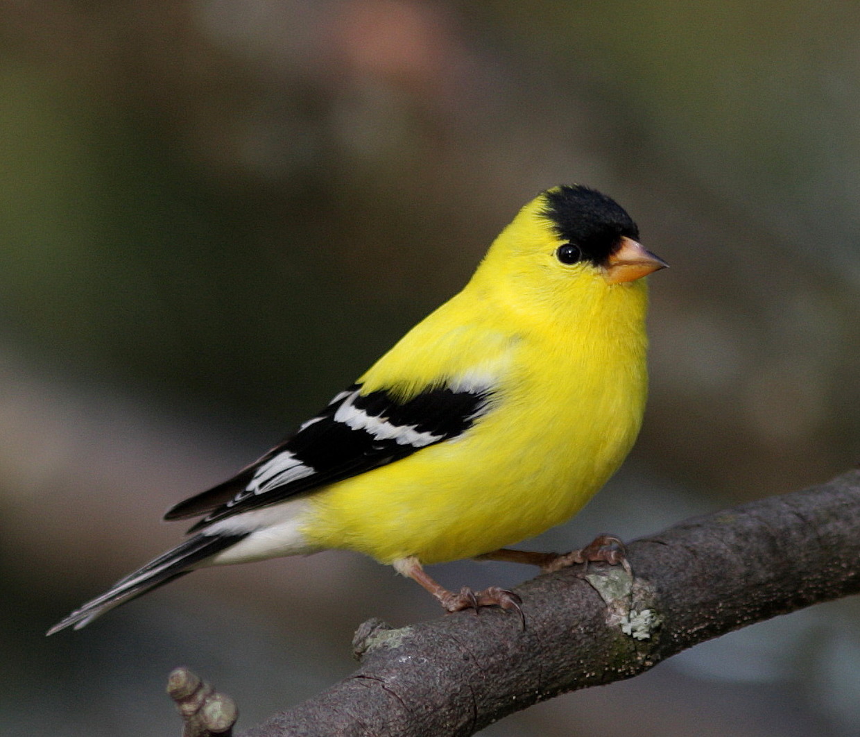American Goldfinch Backgrounds, Compatible - PC, Mobile, Gadgets| 1240x1062 px