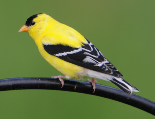 HQ American Goldfinch Wallpapers | File 47.14Kb