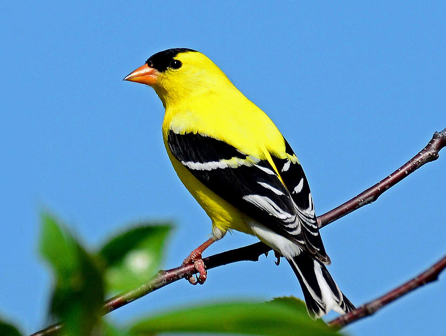 American Goldfinch Pics, Animal Collection