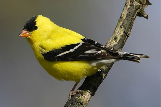 HD Quality Wallpaper | Collection: Animal, 544x364 American Goldfinch