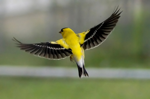 American Goldfinch Backgrounds, Compatible - PC, Mobile, Gadgets| 500x330 px