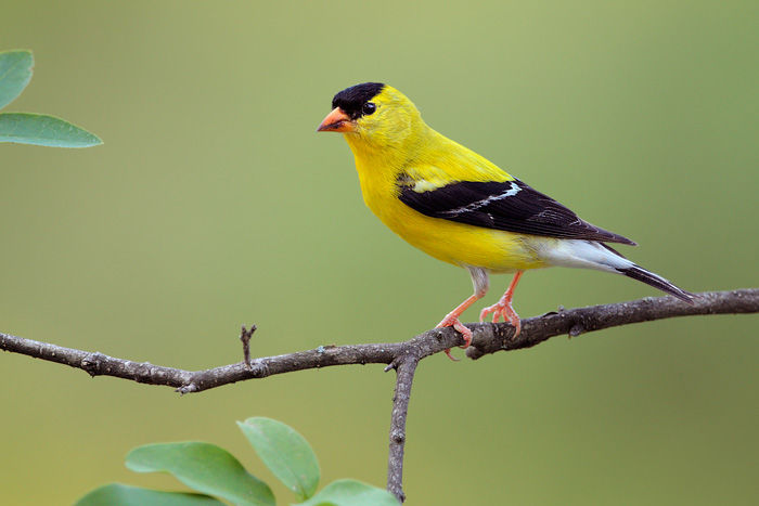 Images of American Goldfinch | 700x467