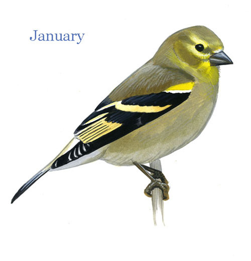 500x521 > American Goldfinch Wallpapers