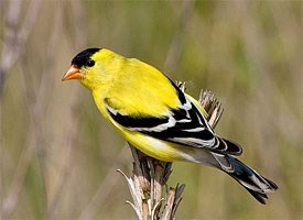 HD Quality Wallpaper | Collection: Animal, 275x200 American Goldfinch