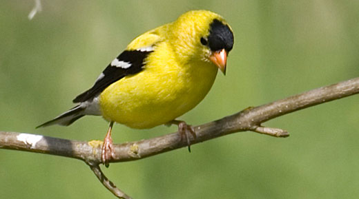 HD Quality Wallpaper | Collection: Animal, 520x289 American Goldfinch