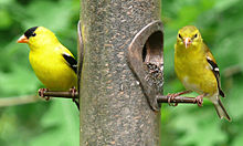 American Goldfinch Backgrounds, Compatible - PC, Mobile, Gadgets| 220x132 px
