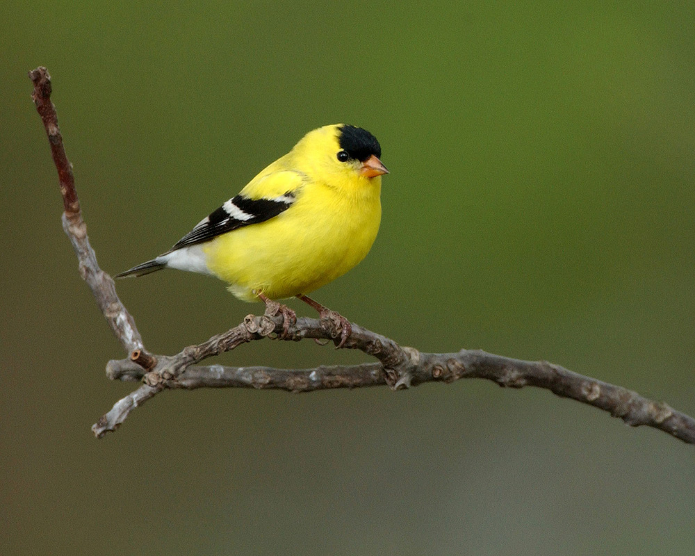 American Goldfinch High Quality Background on Wallpapers Vista