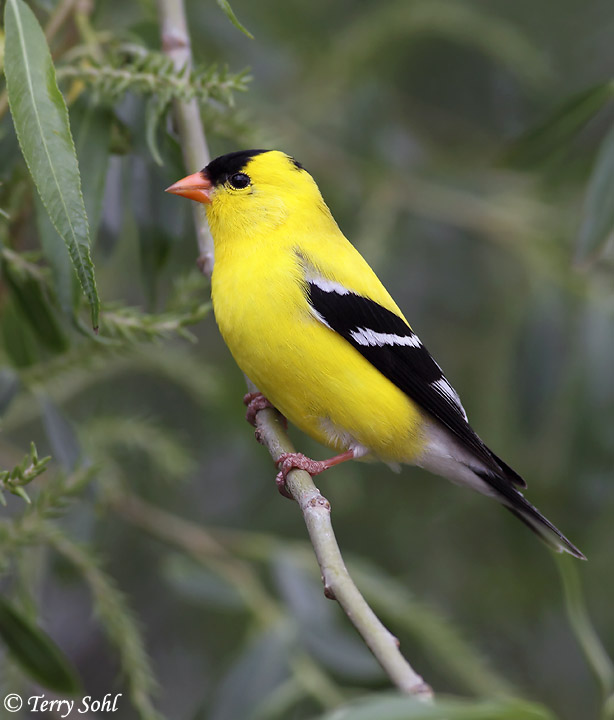 HD Quality Wallpaper | Collection: Animal, 614x720 American Goldfinch