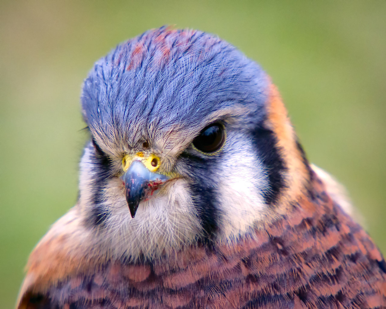 Amazing American Kestrel Pictures & Backgrounds