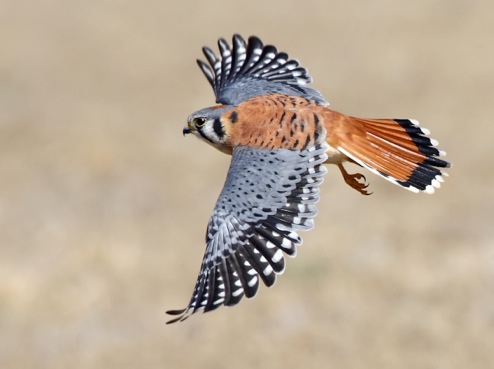 American Kestrel High Quality Background on Wallpapers Vista