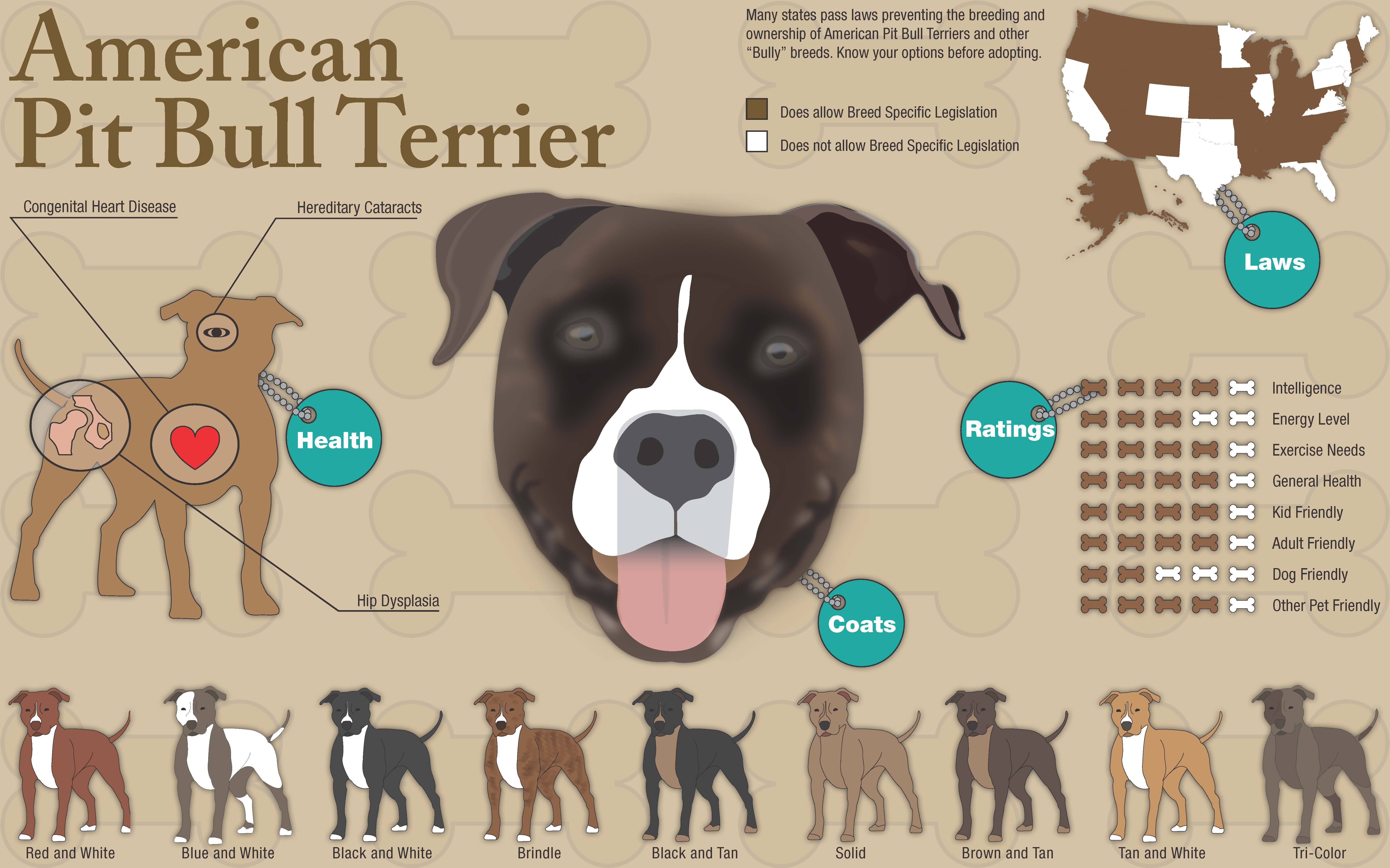 American Pit Bull Terrier #8