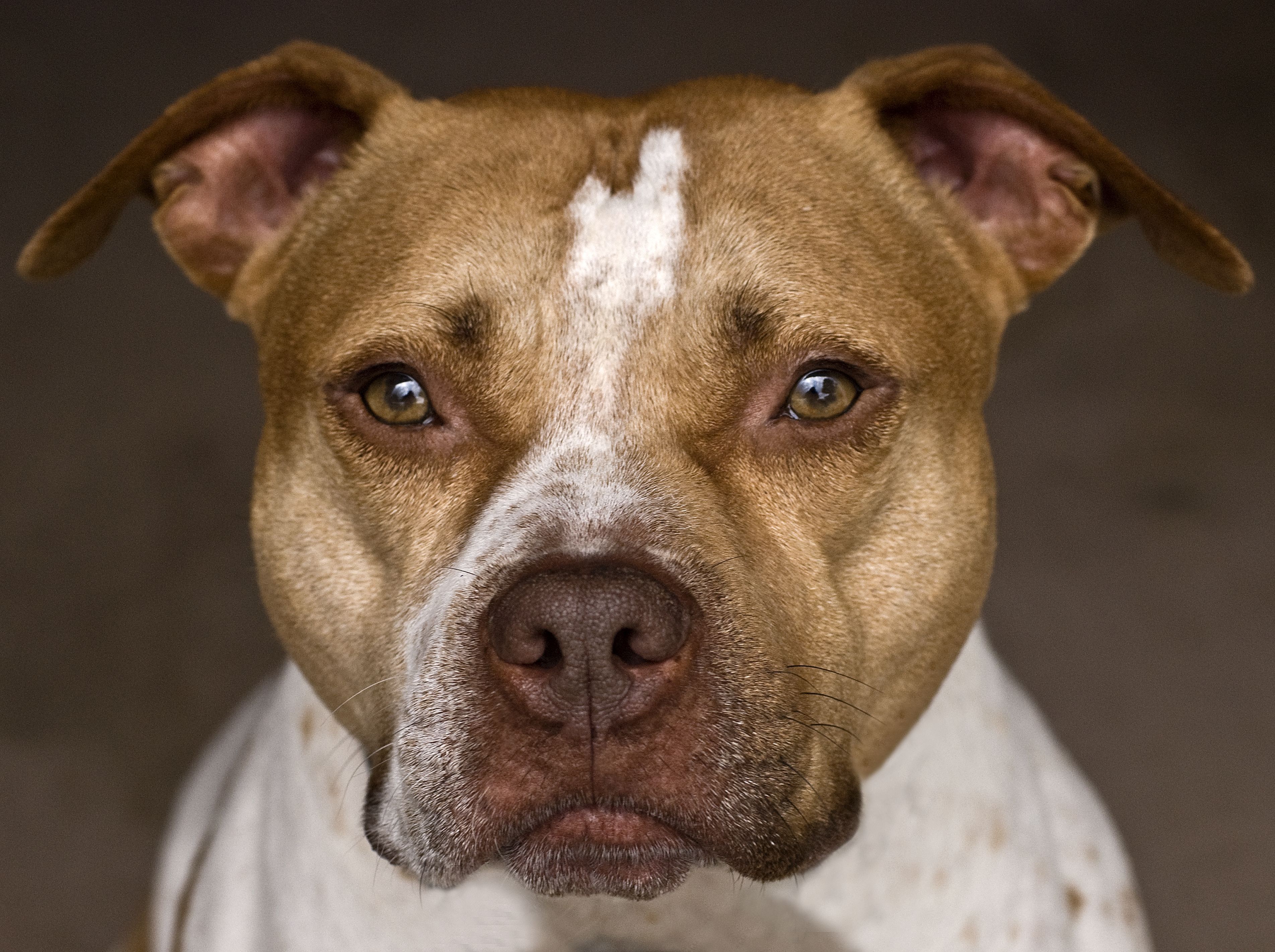 American Pit Bull Terrier HD wallpapers, Desktop wallpaper - most viewed