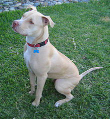American Pit Bull Terrier #12