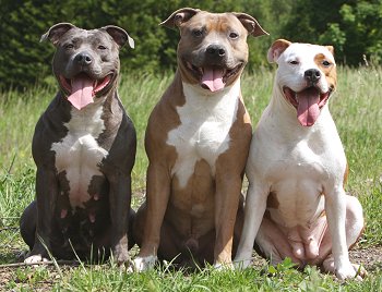 HD Quality Wallpaper | Collection: Animal, 350x268 American Pit Bull Terrier
