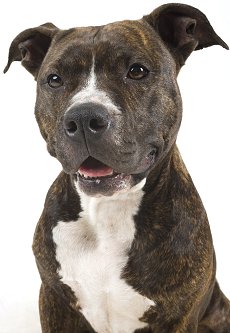 High Resolution Wallpaper | American Pit Bull Terrier 230x333 px