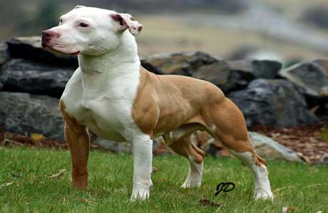 HD Quality Wallpaper | Collection: Animal, 460x300 American Pit Bull Terrier