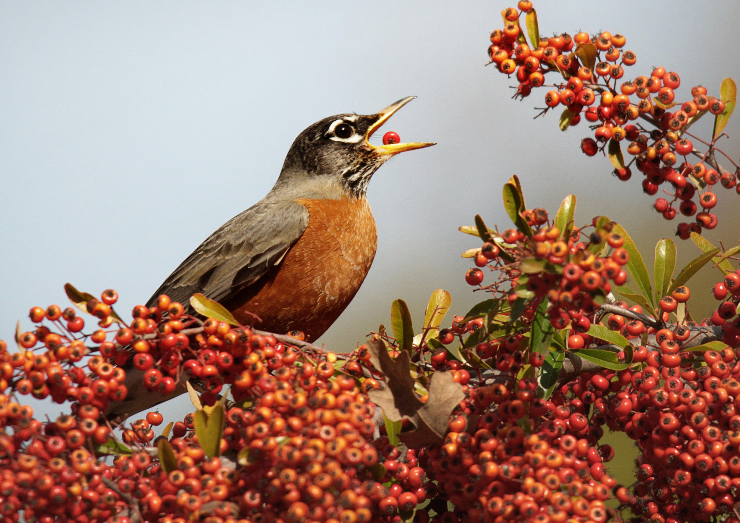 Images of American Robin | 2400x1695