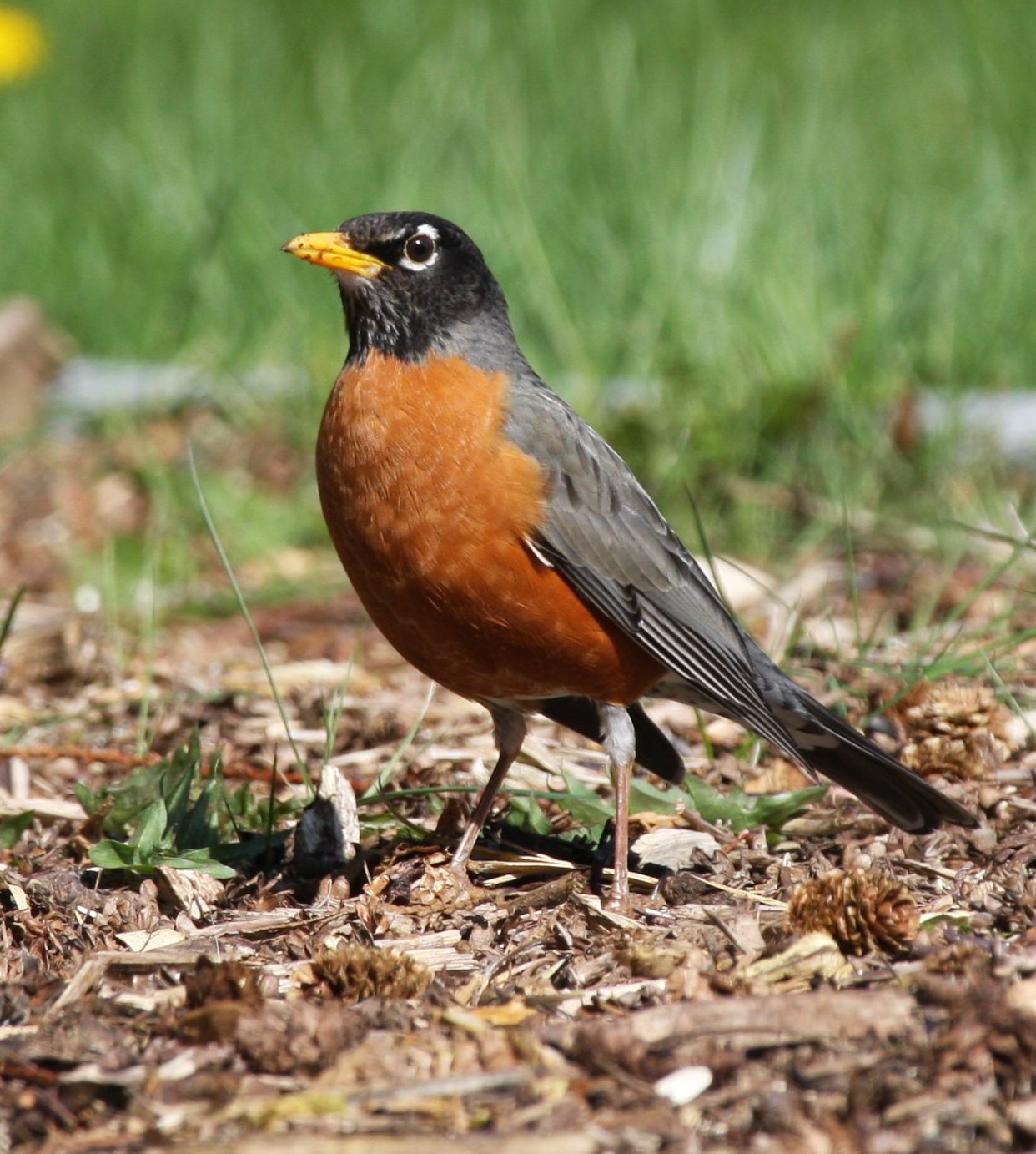 American Robin Backgrounds on Wallpapers Vista