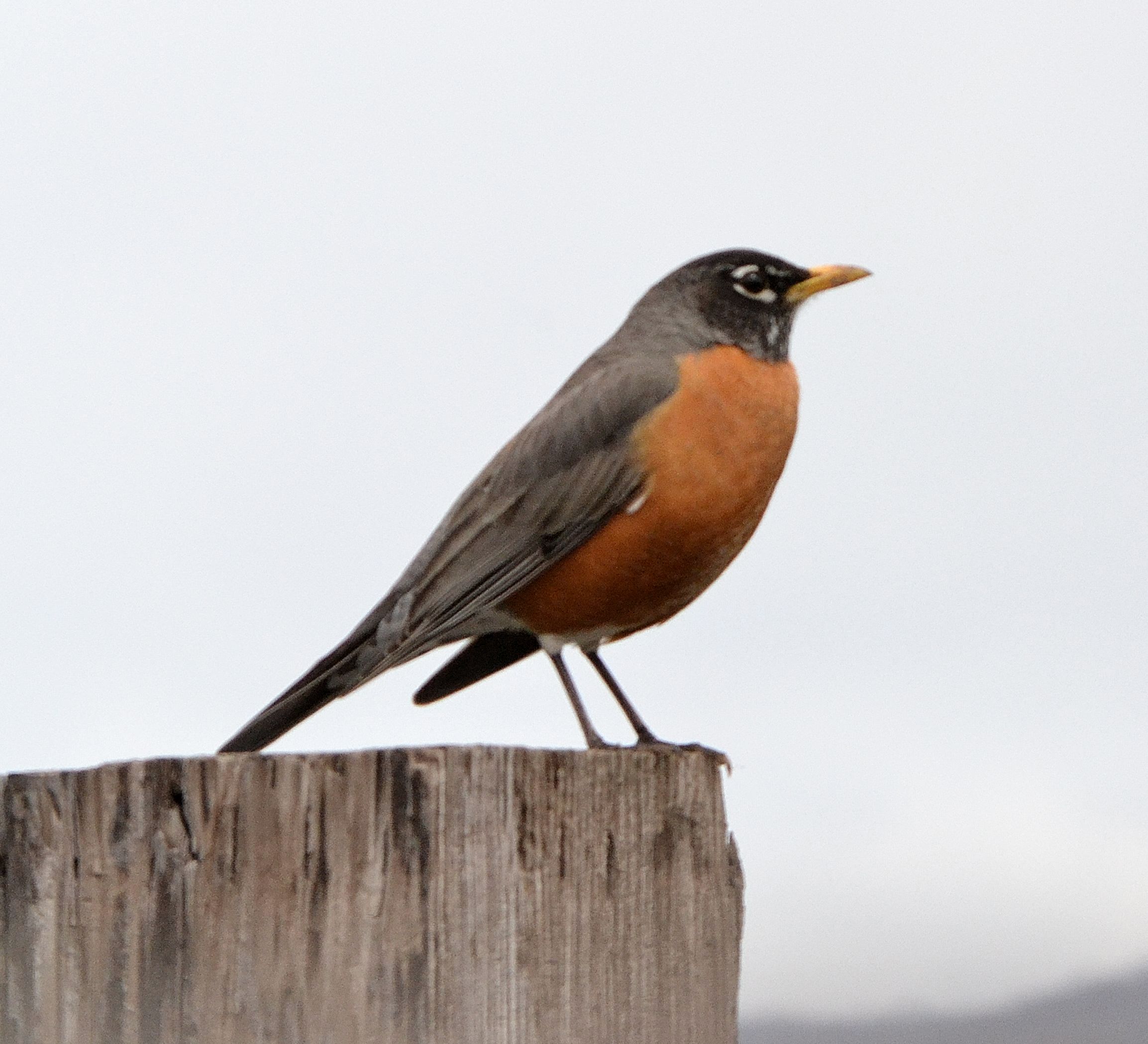 American Robin Backgrounds, Compatible - PC, Mobile, Gadgets| 2307x2097 px