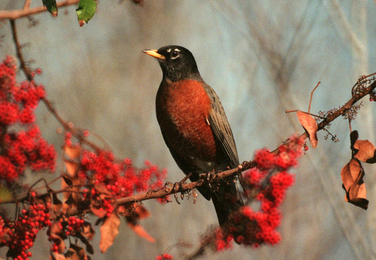 Nice Images Collection: American Robin Desktop Wallpapers