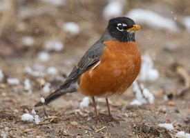 Images of American Robin | 275x200