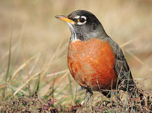 Robin High Quality Background on Wallpapers Vista