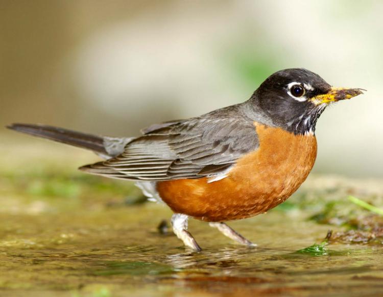 American Robin Backgrounds, Compatible - PC, Mobile, Gadgets| 750x583 px