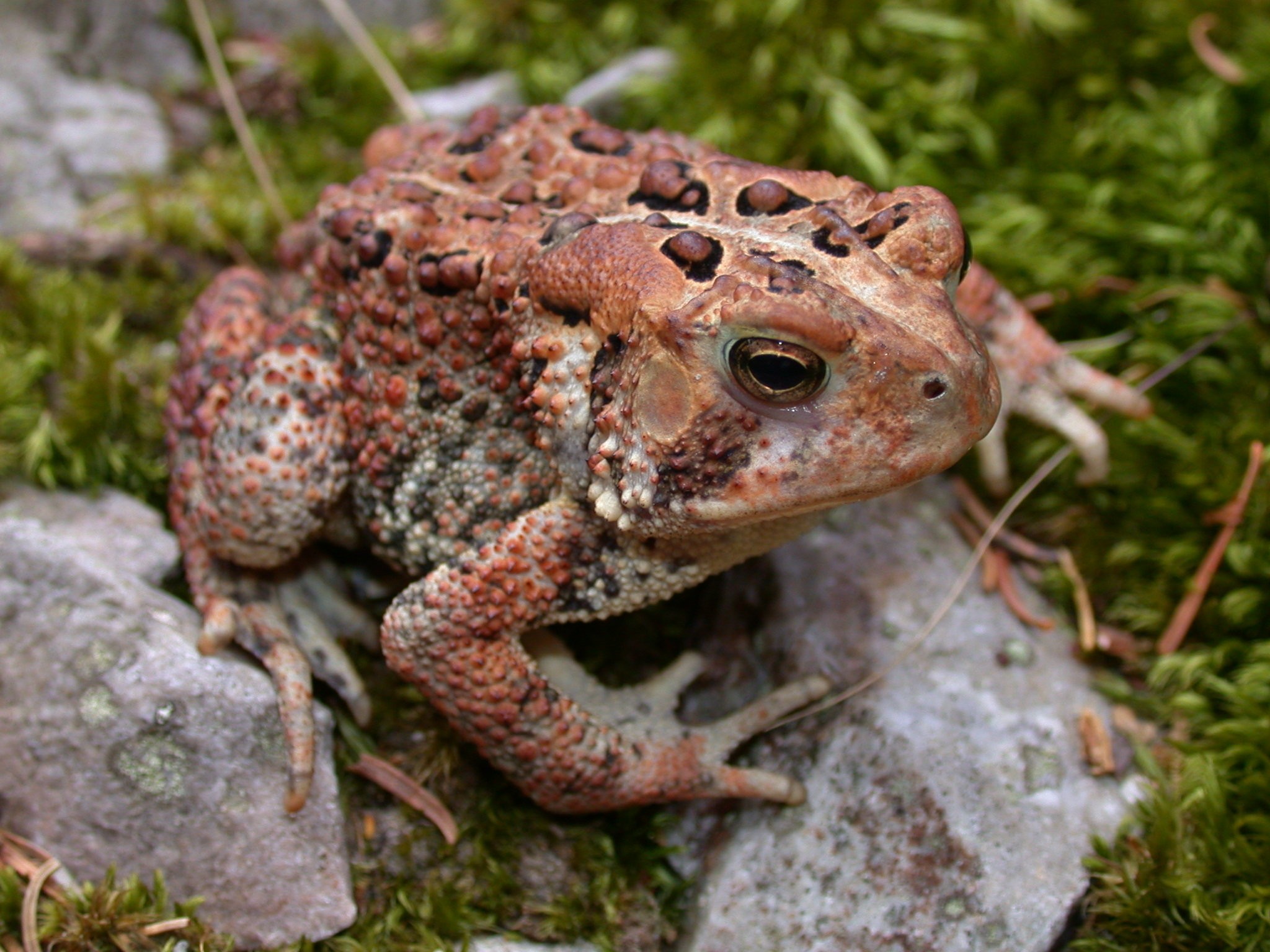 American Toad Backgrounds, Compatible - PC, Mobile, Gadgets| 2048x1536 px