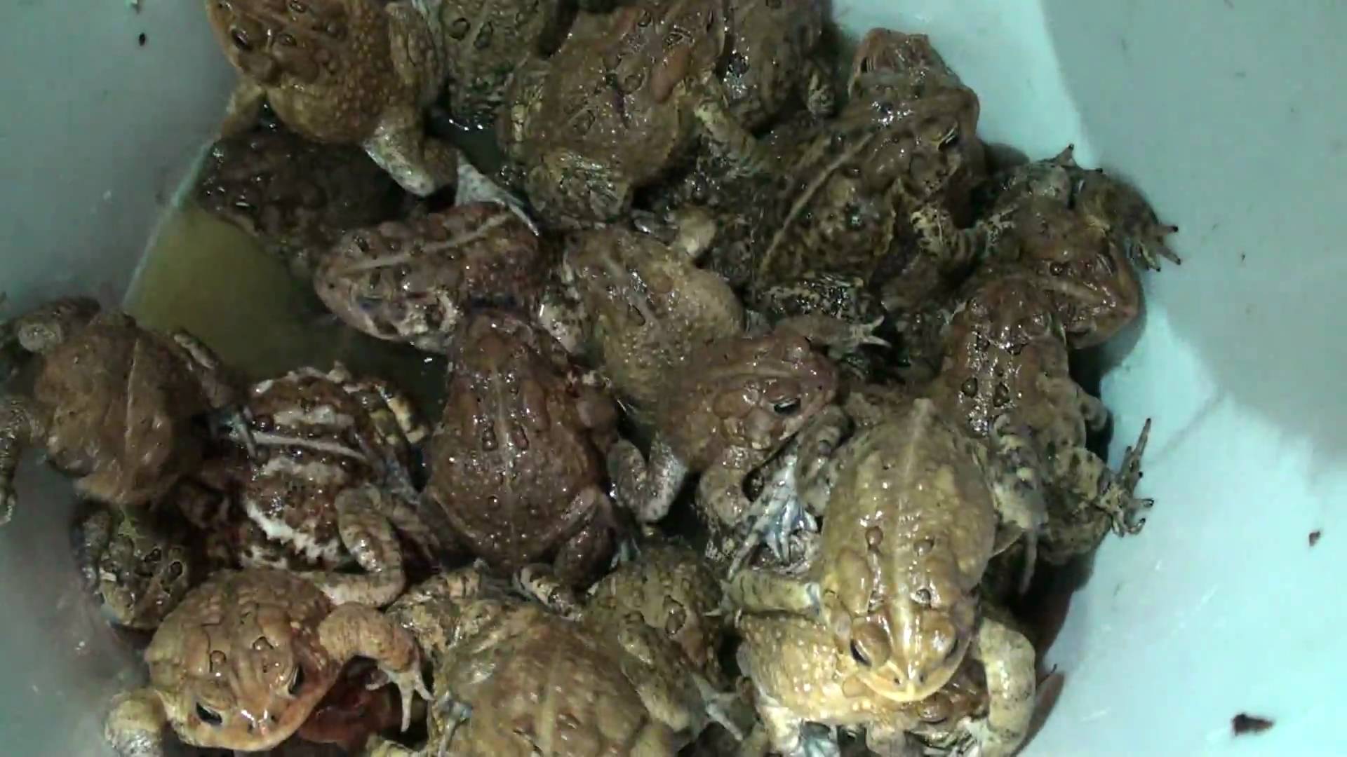 American Toad Pics, Animal Collection