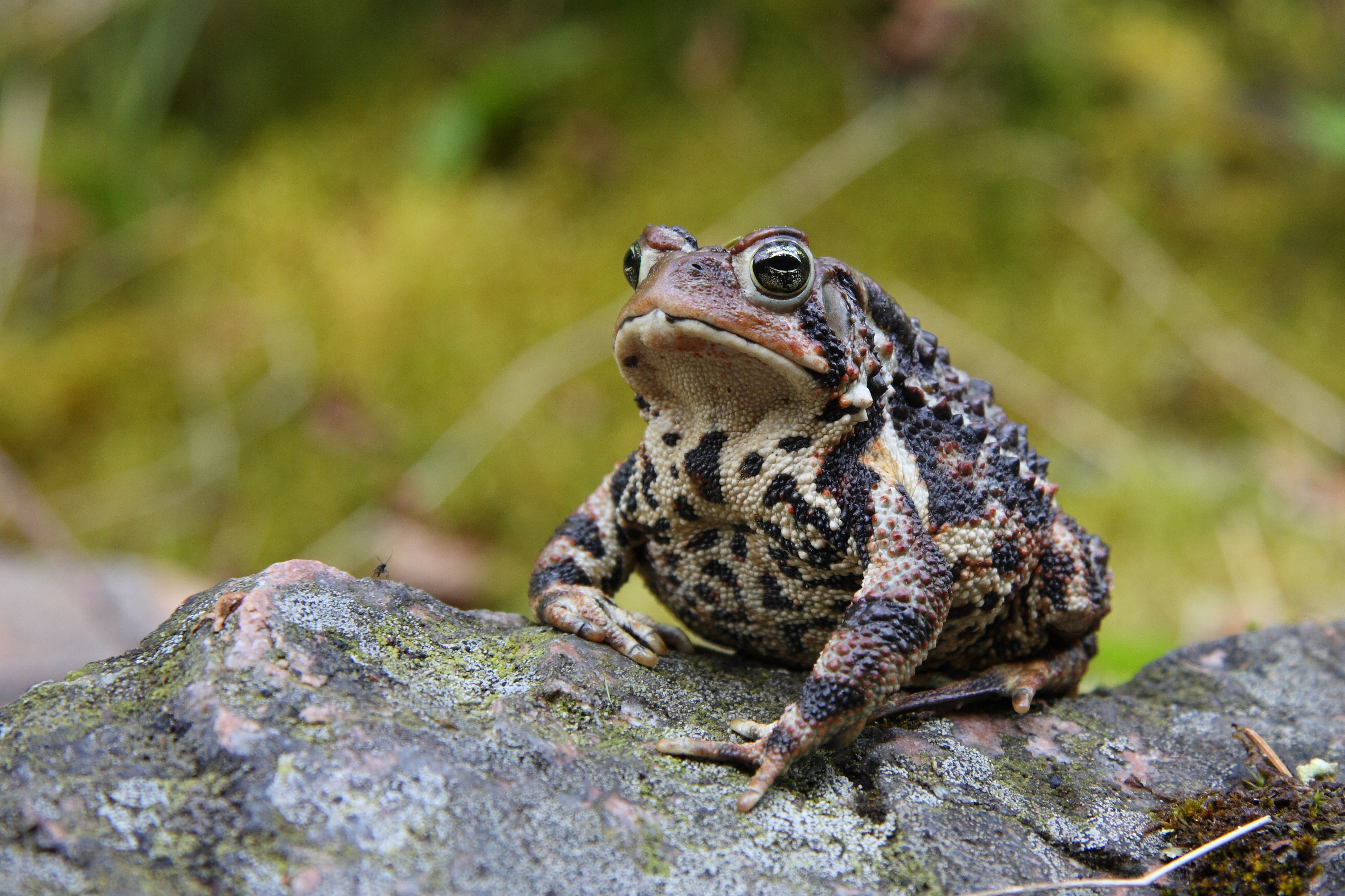 Images of American Toad | 3341x2227