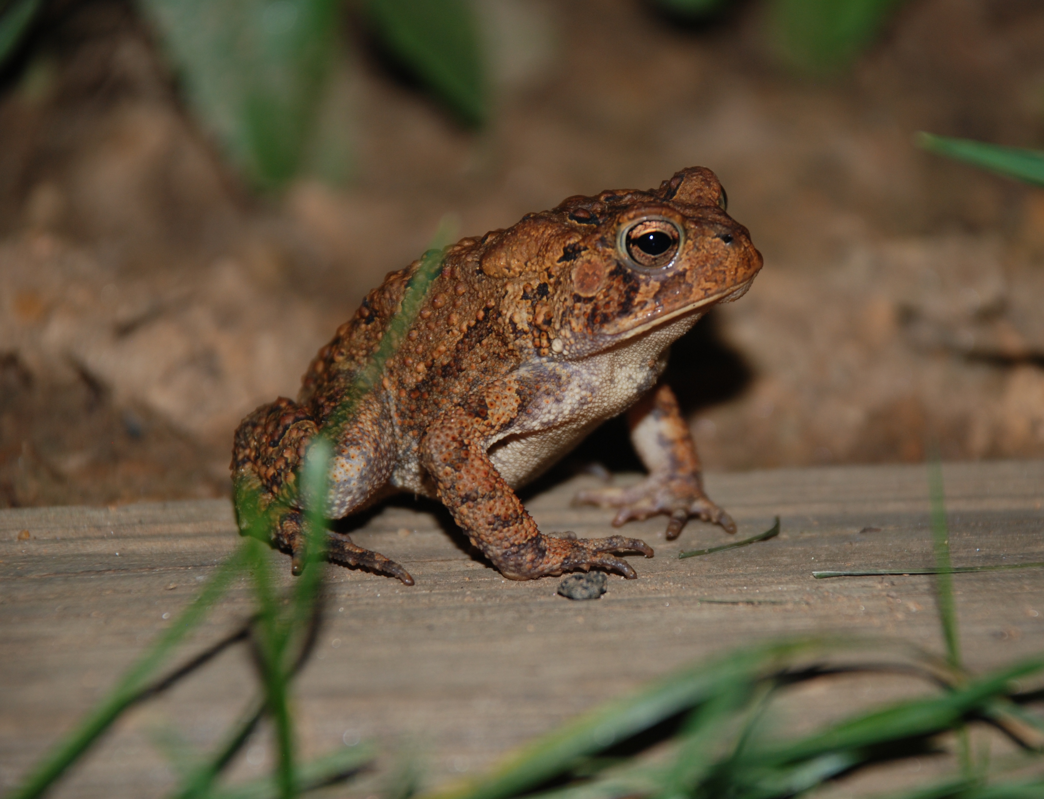 HQ American Toad Wallpapers | File 3097.09Kb