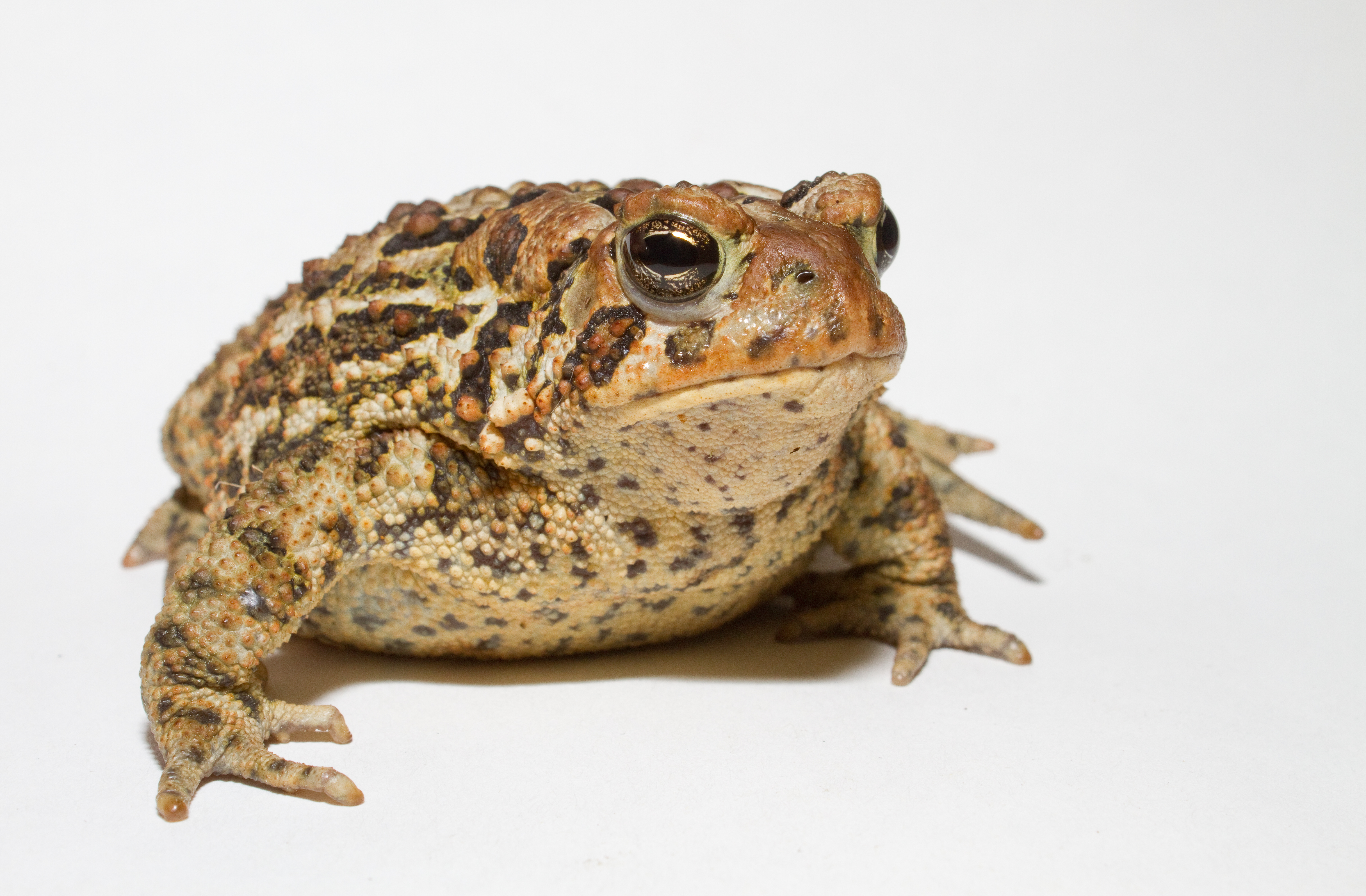 American Toad Backgrounds, Compatible - PC, Mobile, Gadgets| 4865x3191 px