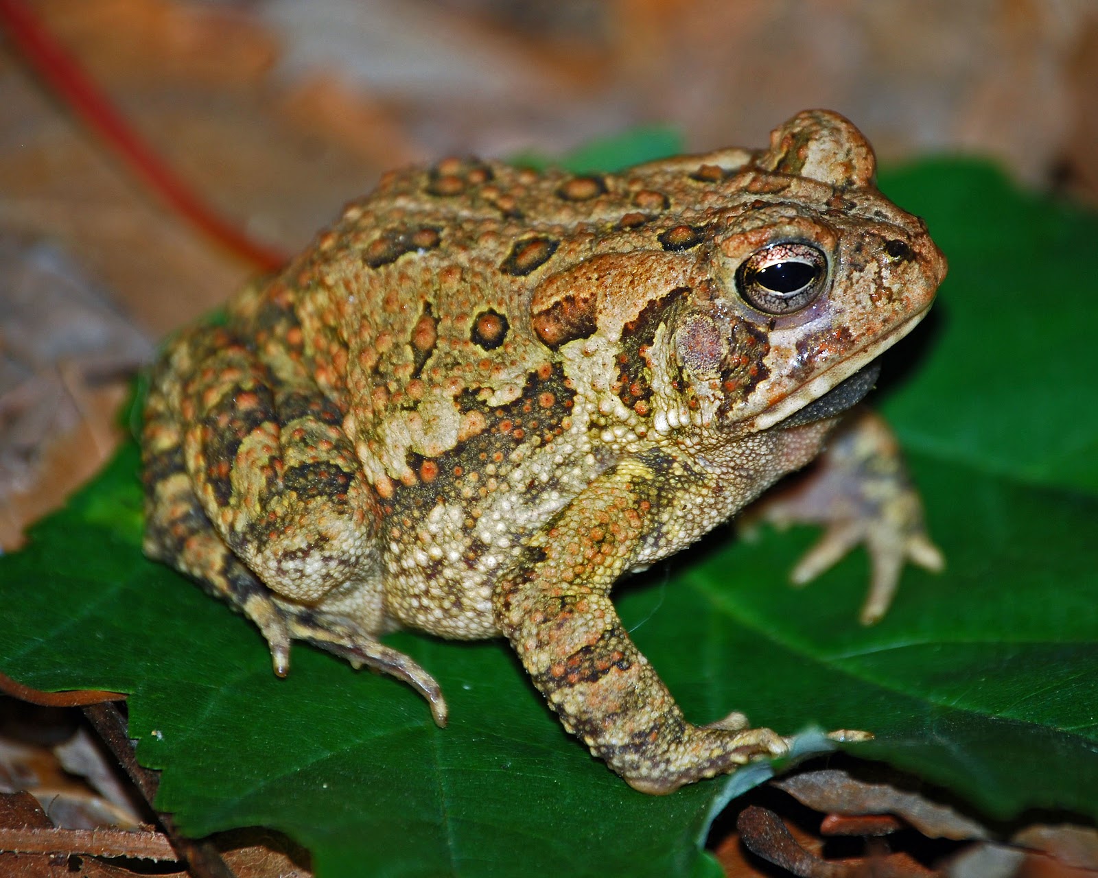 Variations of the American Toad. 