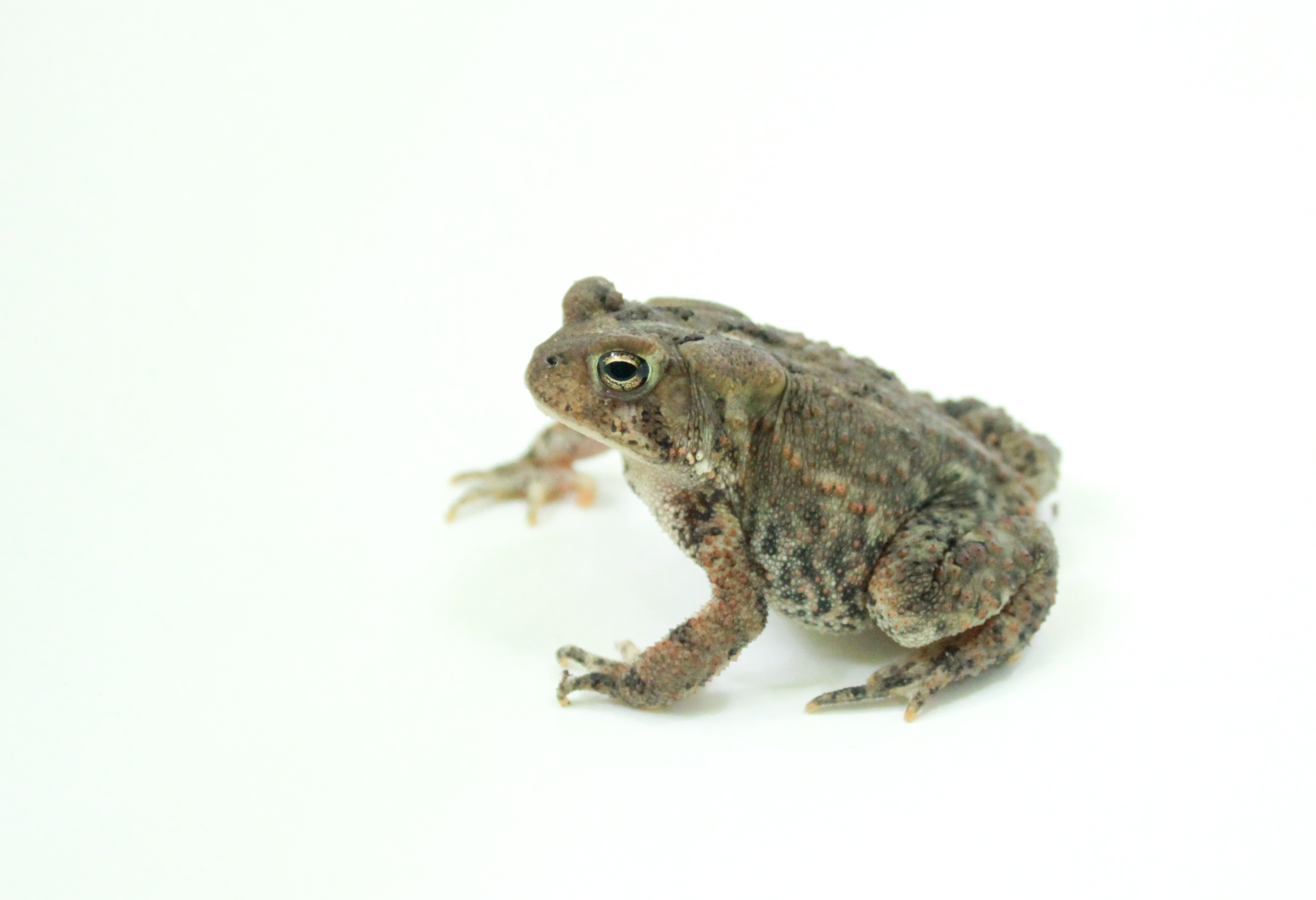 Nice wallpapers American Toad 2820x1929px
