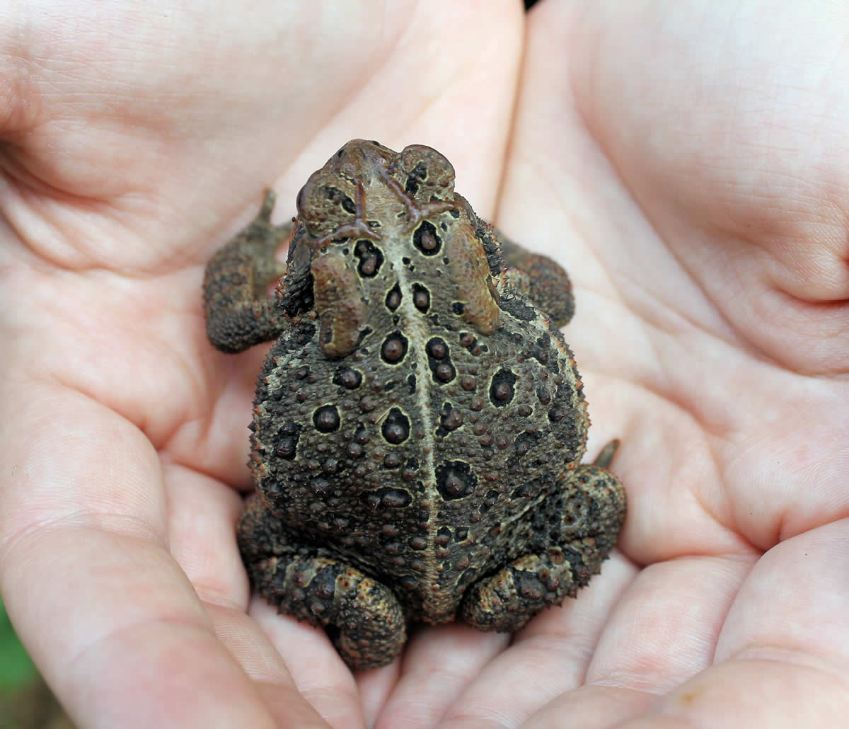 Images of American Toad | 1200x1030