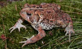 American Toad Pics, Animal Collection