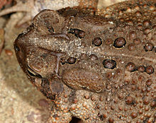 American Toad Backgrounds, Compatible - PC, Mobile, Gadgets| 220x174 px