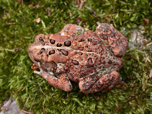Images of American Toad | 300x225
