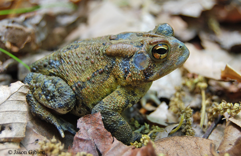 Images of American Toad | 1024x663