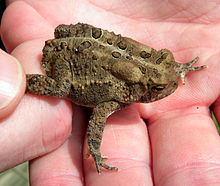 American Toad High Quality Background on Wallpapers Vista