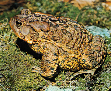 HD Quality Wallpaper | Collection: Animal, 365x300 American Toad