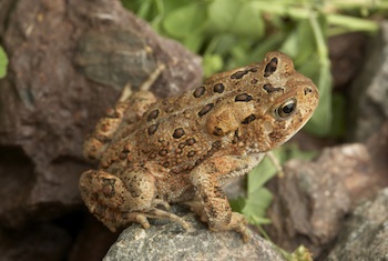 American Toad High Quality Background on Wallpapers Vista