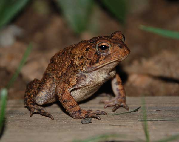Amazing American Toad Pictures & Backgrounds