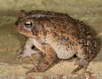 Nice wallpapers American Toad 350x271px