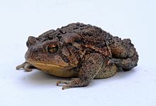 220x150 > American Toad Wallpapers