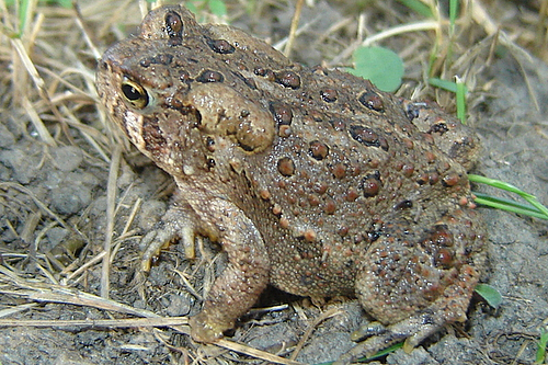 500x333 > American Toad Wallpapers