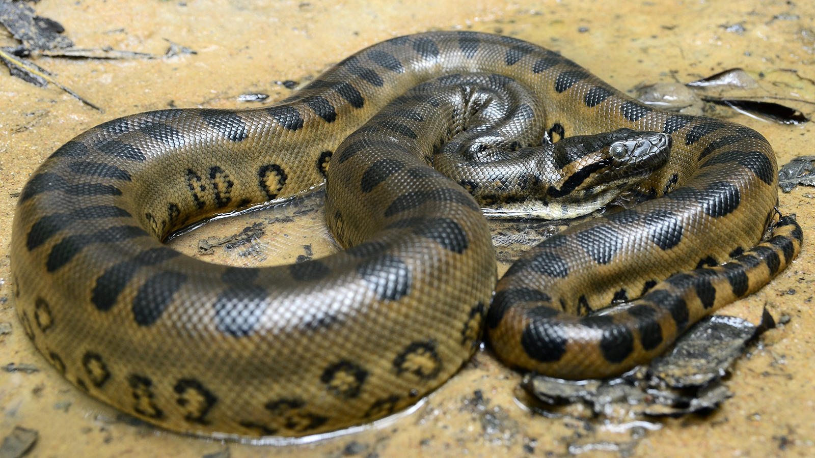 Anaconda #24