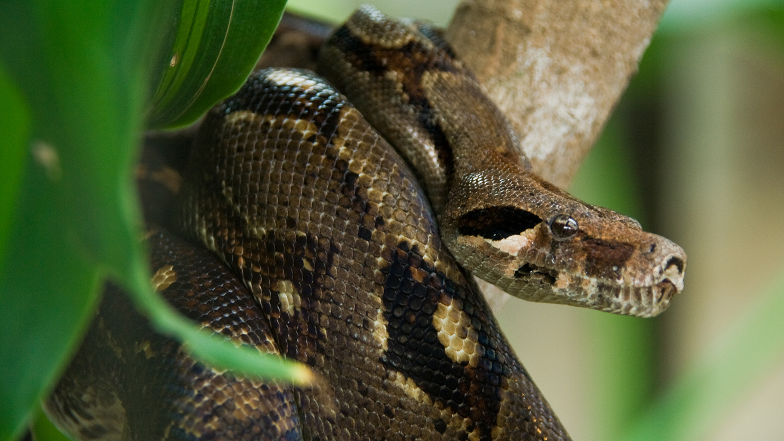 Anaconda Pics, Animal Collection