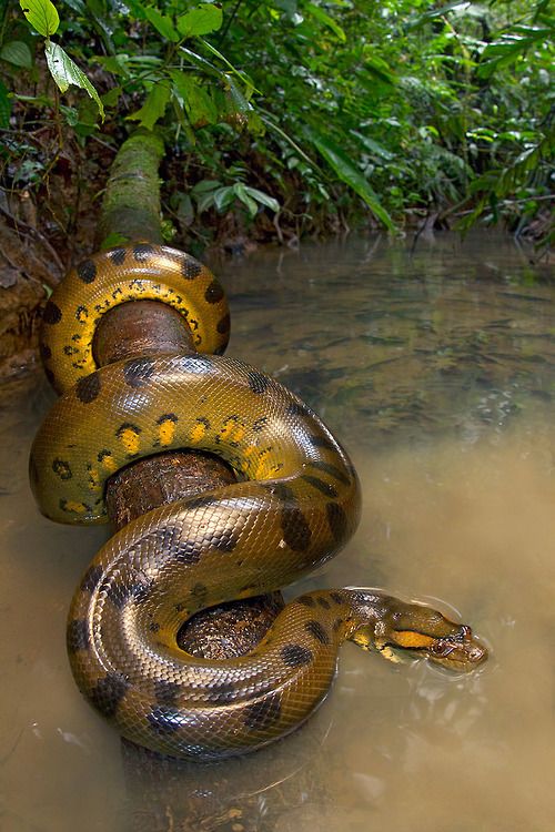 Anaconda #10